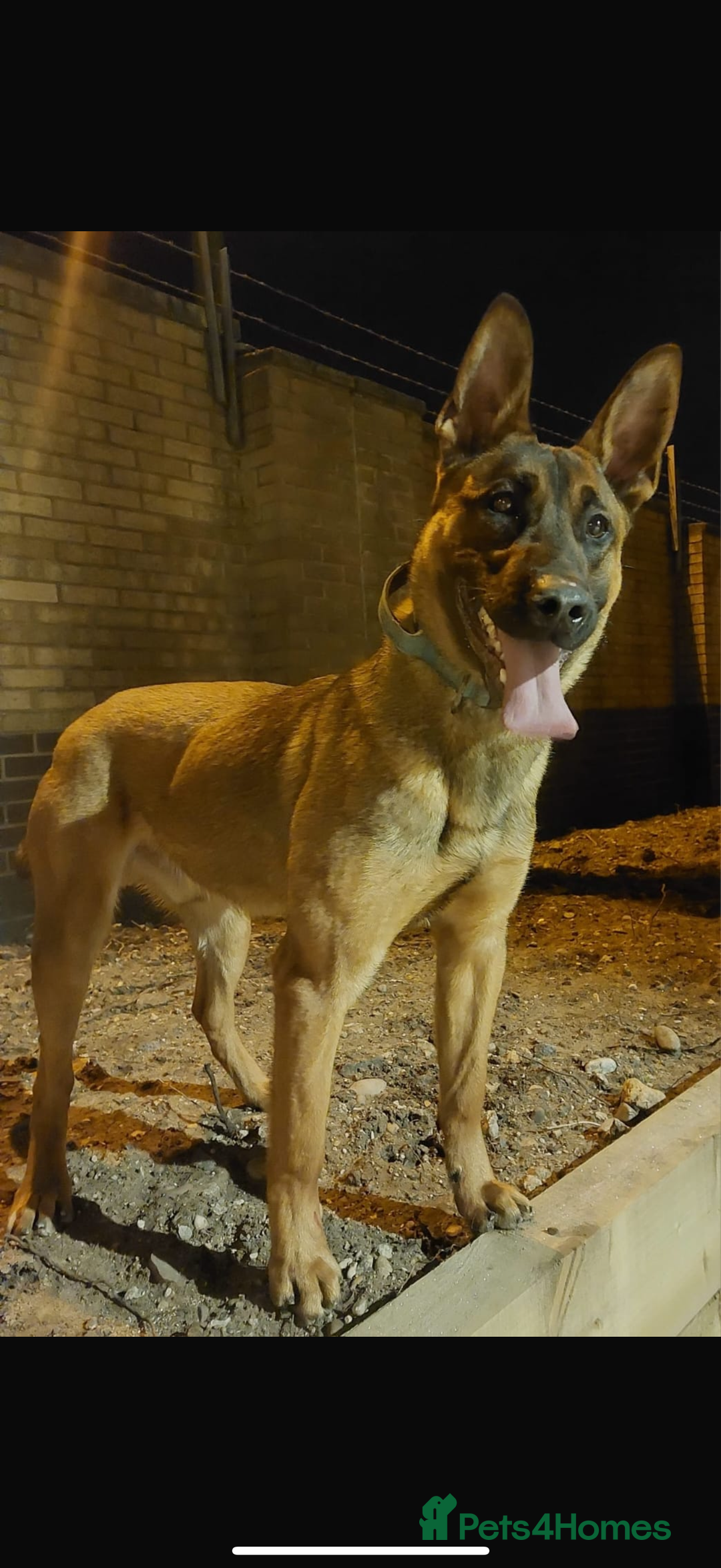 Belgian Shepherd Dog dogs for sale: Chunky Boy Top working lines  - Image 6
