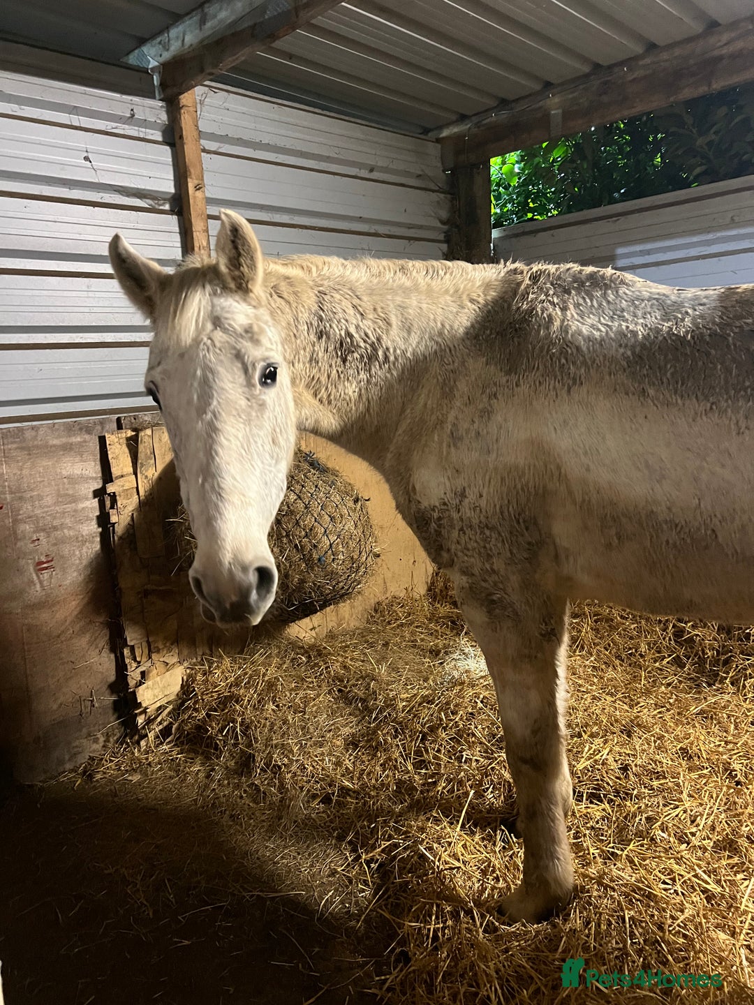 Irish Sports horses for sale: Well Bred Irish Sports horse Broodmare or Project  - Advert 2