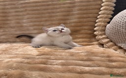 British Shorthair cats for sale: 3 lovely BS boys - Image 9