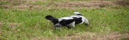 Cocker Spaniel dogs for sale: Mixed colour litter of working cockers  - Advert 12