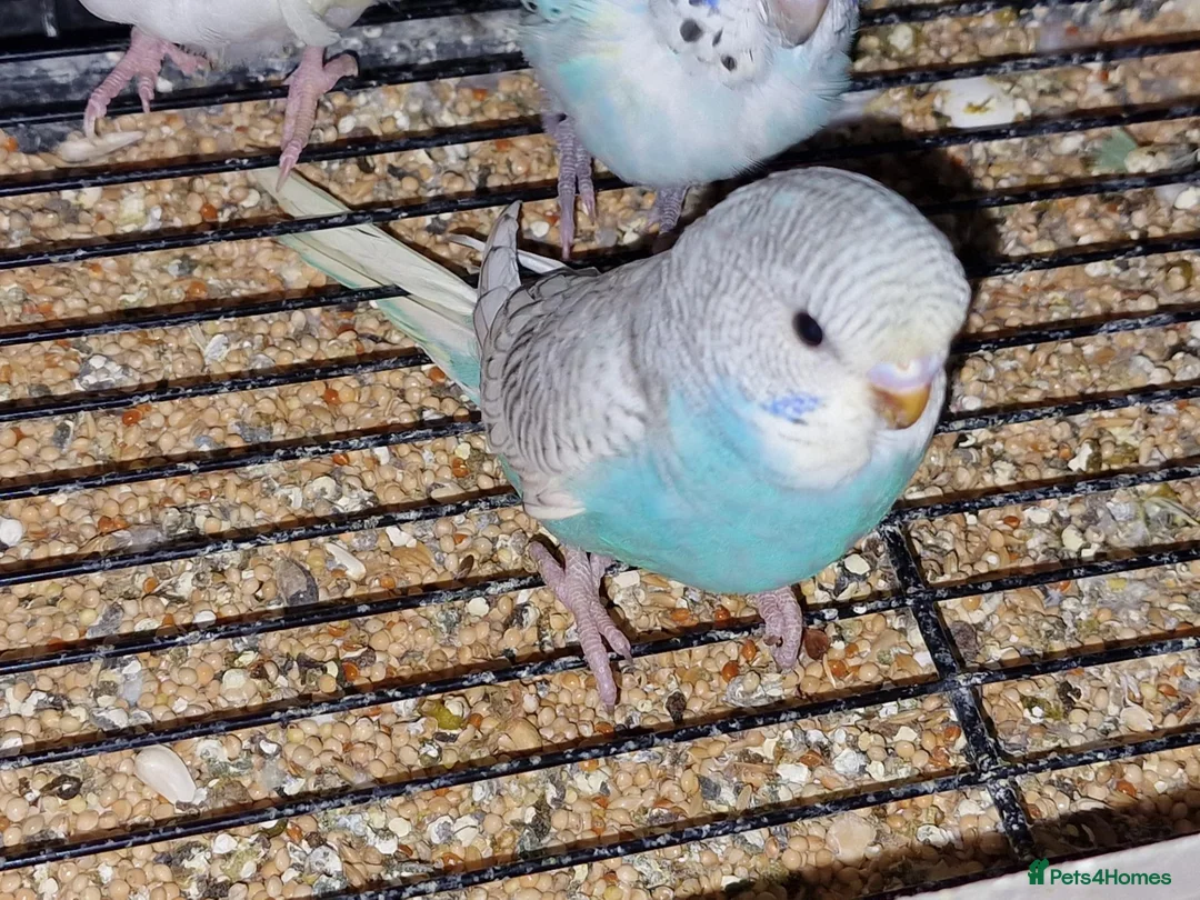 Budgerigars birds for sale: Super silly hand tamed baby budgies  - Advert 8