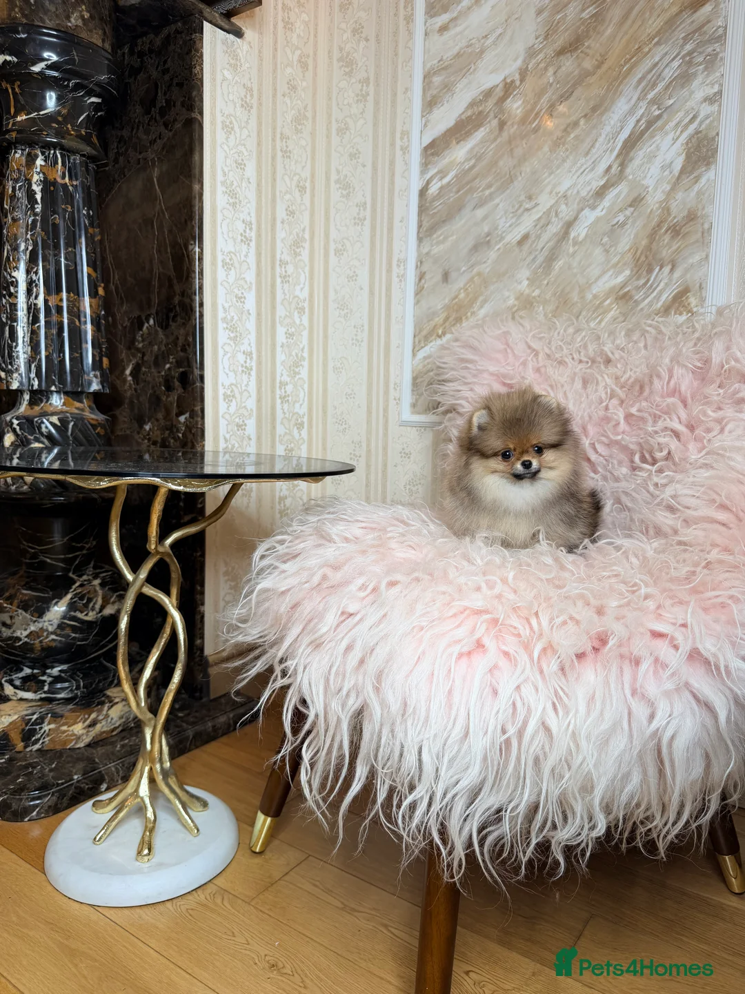 Pomeranian dogs for sale: Orange teddy bear type Pomeranian boy and girl - Advert 26