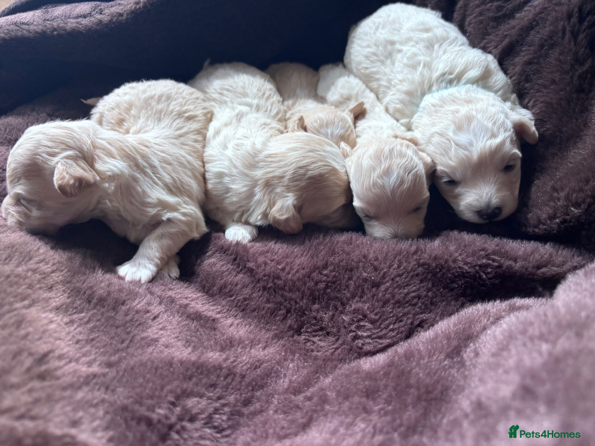 Maltipoo dogs for sale: Outstanding Health tested F1 maltipoo - Advert 6