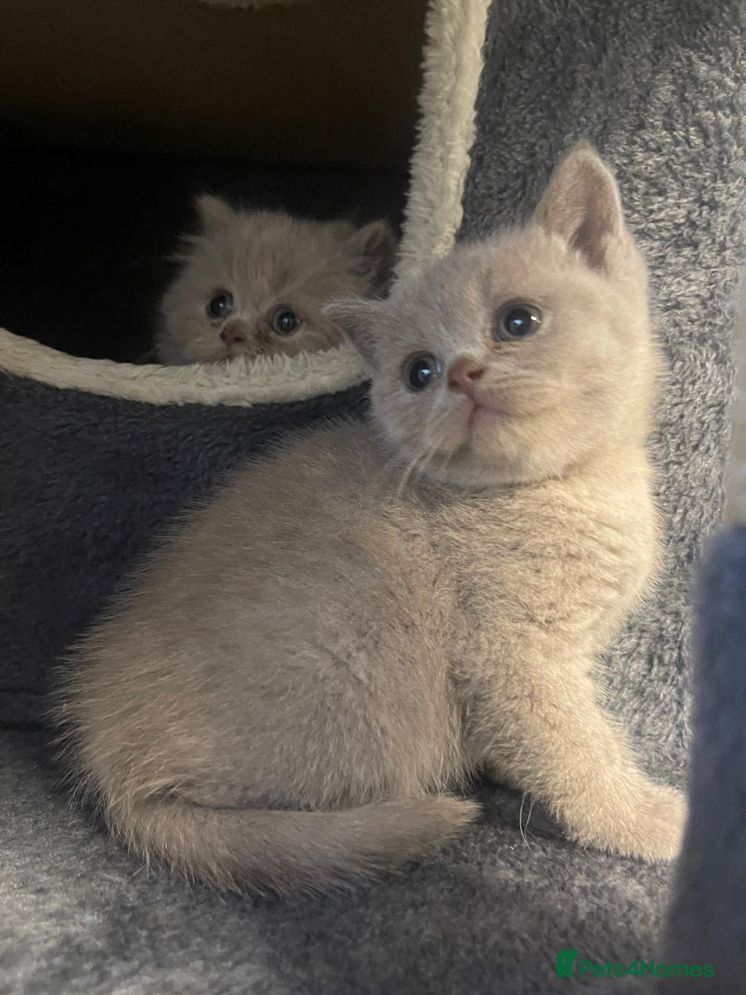 British Shorthair cats for sale: Purebred  British Shorthair Kittens - Advert 13