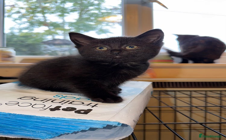 Mixed Breed cats - Advert 1