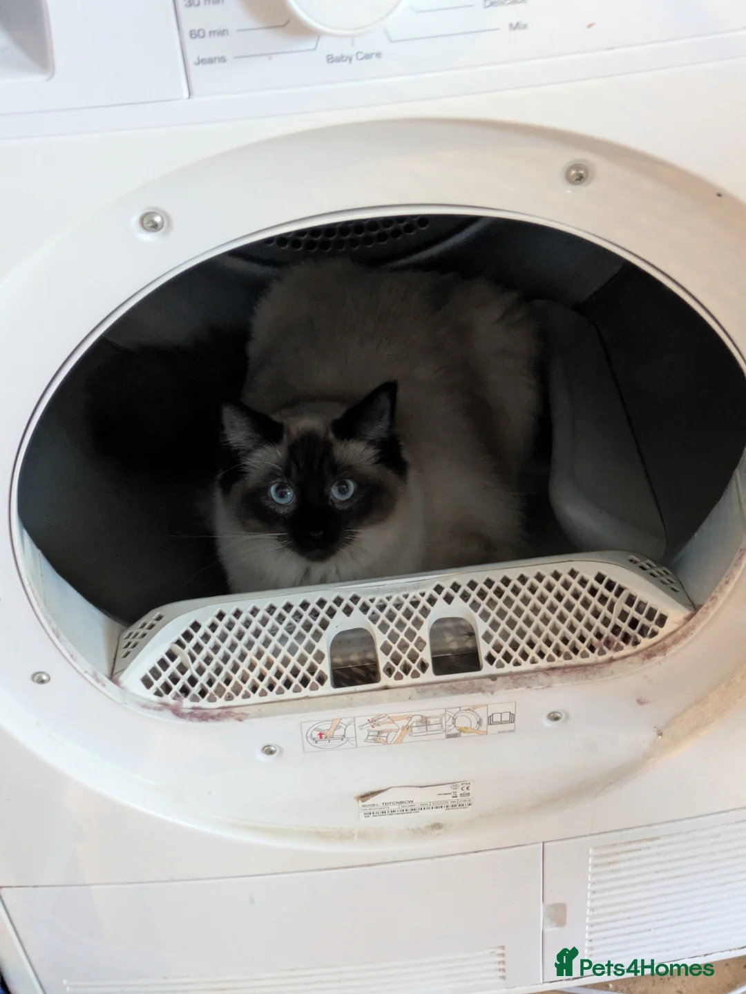 Ragdoll cats for sale: Seal Point Ragdoll Kitten - Advert 2