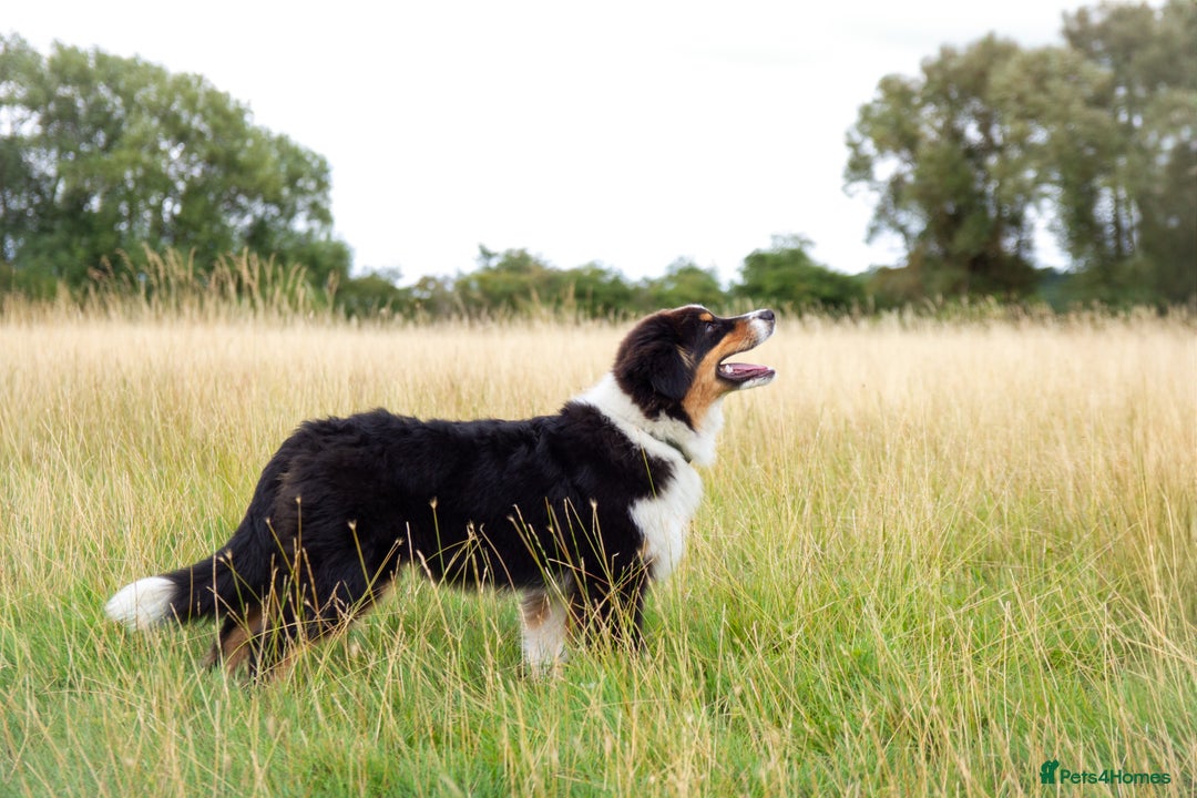 Australian Shepherd dogs for sale: Black Tri Aussie Boy in Abingdon - Image 7