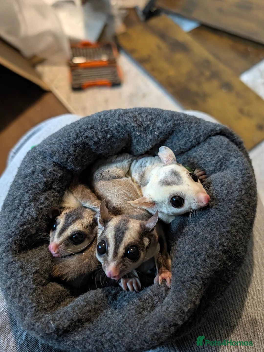 Sugar Glider rodents for sale: Two Sugar Glider babies with lineage - Advert 2
