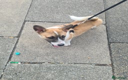 Welsh Corgi Pembroke dogs for sale: Corgi pup male 4 months old - Image 4