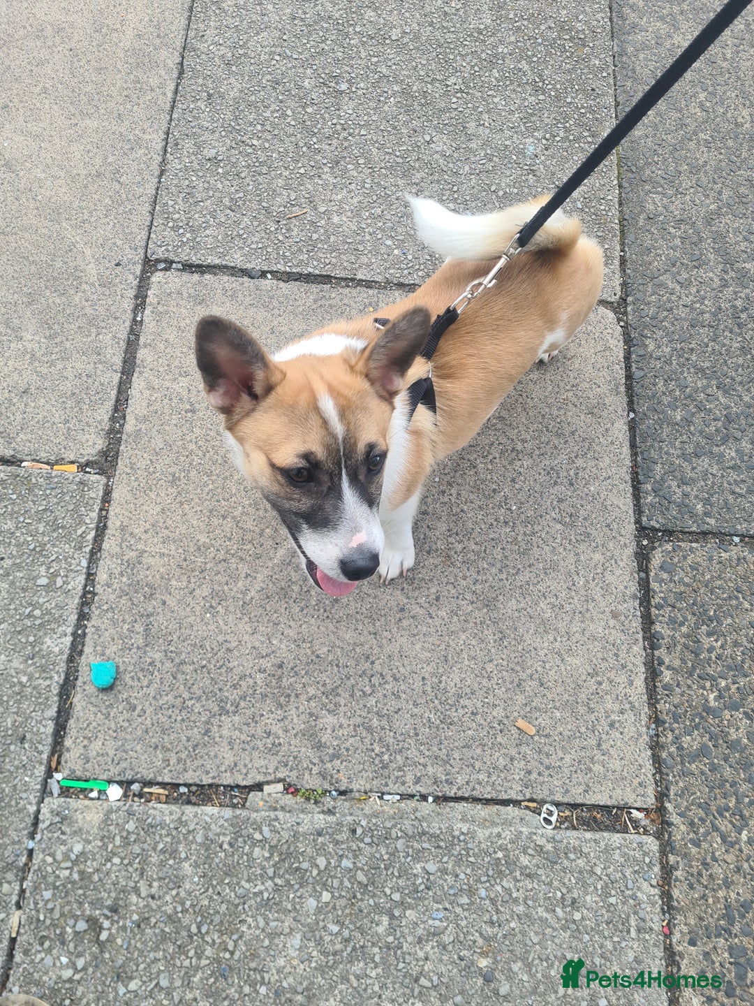 Welsh Corgi Pembroke dogs for sale: Corgi pup male 4 months old - Image 4