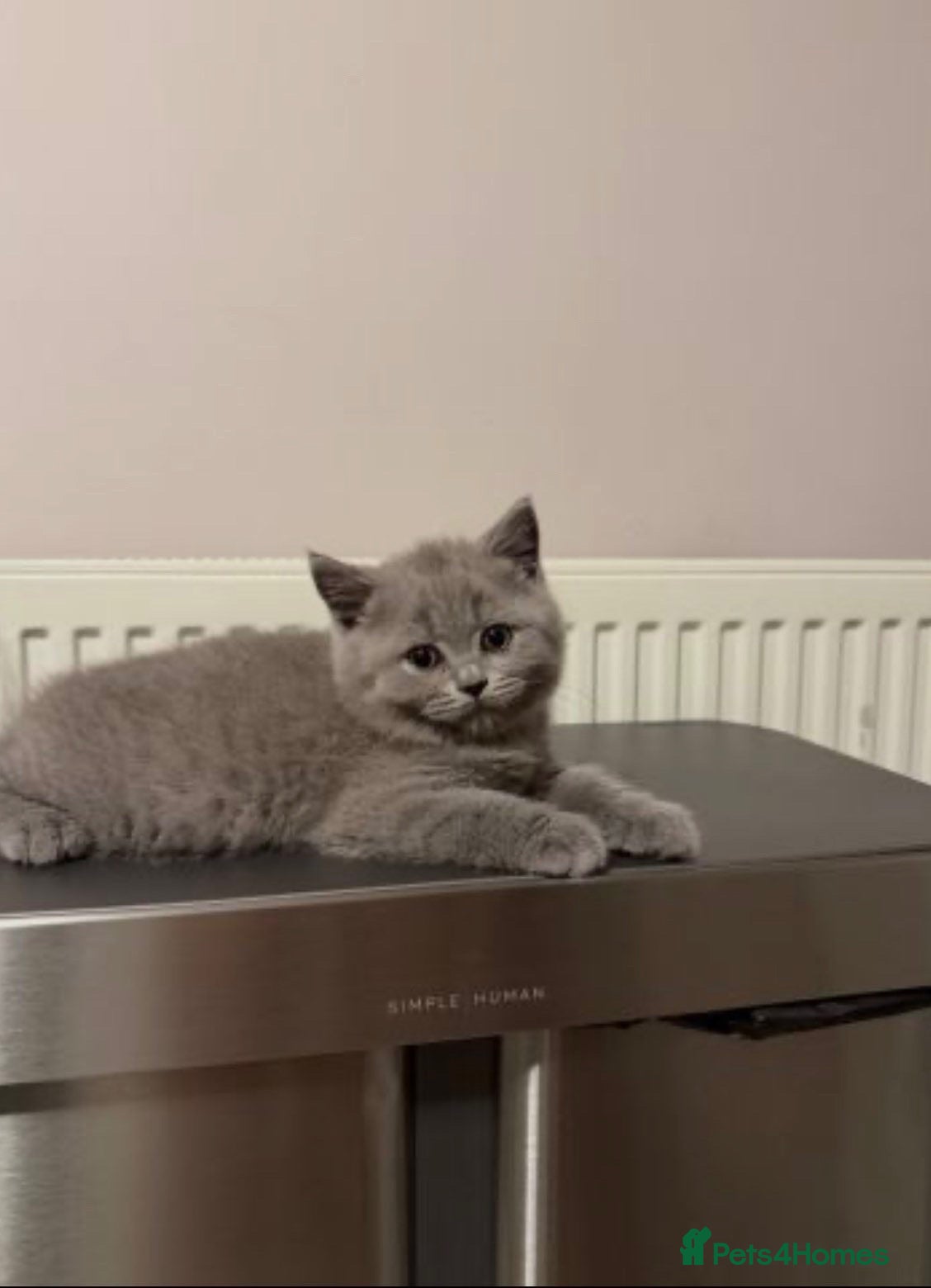 British Shorthair cats British shorthair kittens  - Advert 1