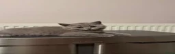 British Shorthair cats for sale: British shorthair kittens  - Advert 1