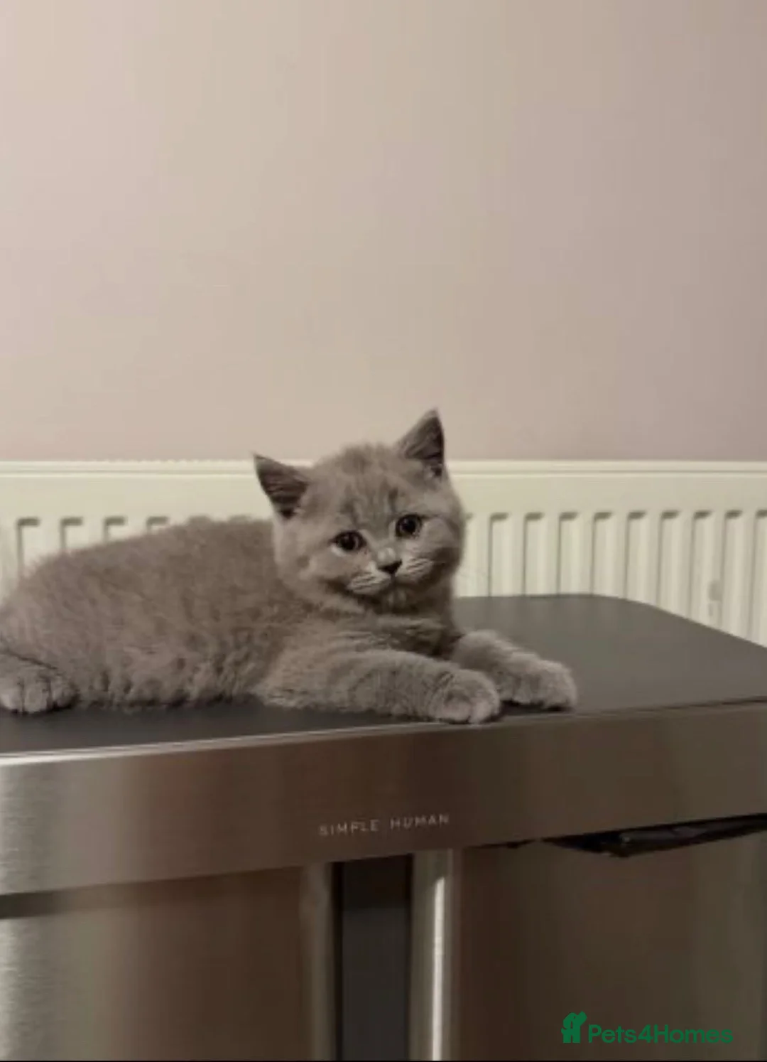 British Shorthair cats for sale: British shorthair kittens  - Advert 1