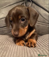 Miniature Dachshund dogs Smooth Coat Mini Dachshund - Advert 9