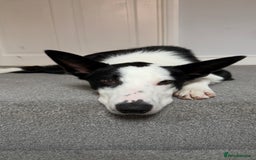 Border Collie dogs for sale: Border collie for rehome - Advert 2