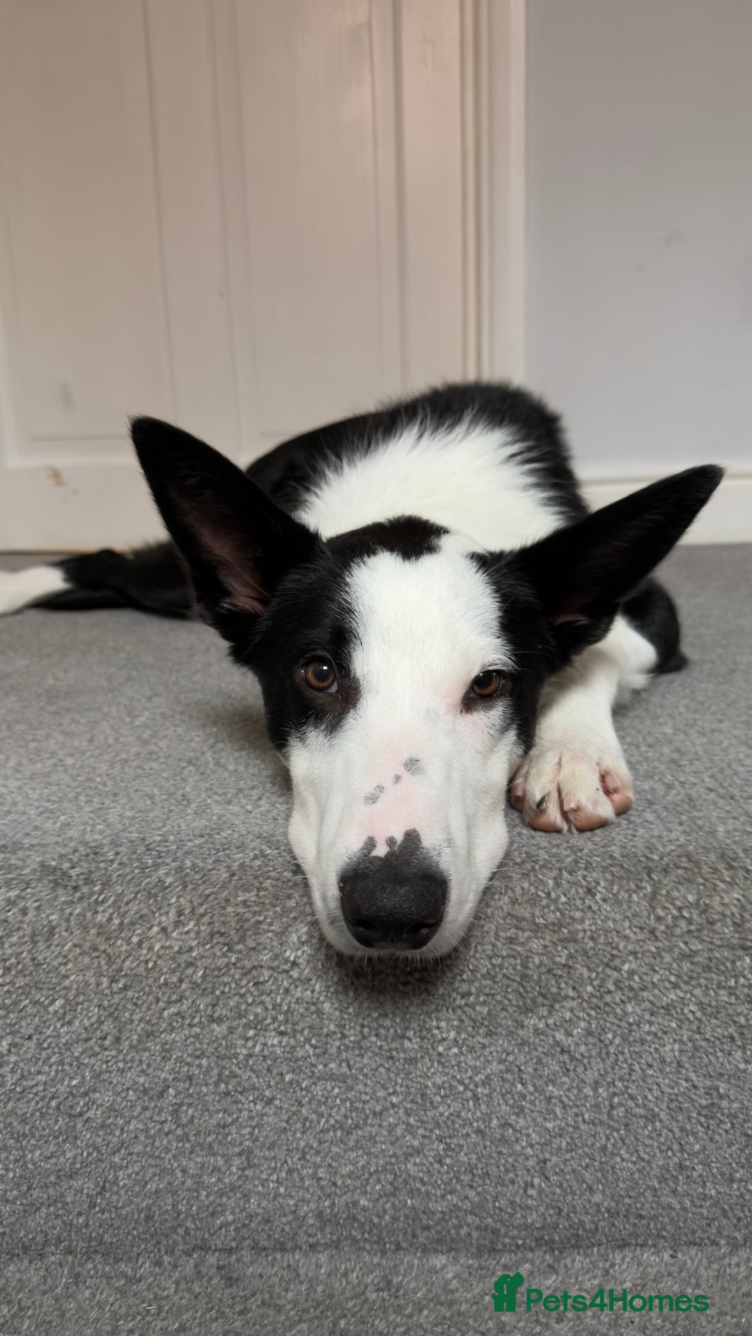 Border Collie dogs for sale: Border collie for rehome - Advert 2