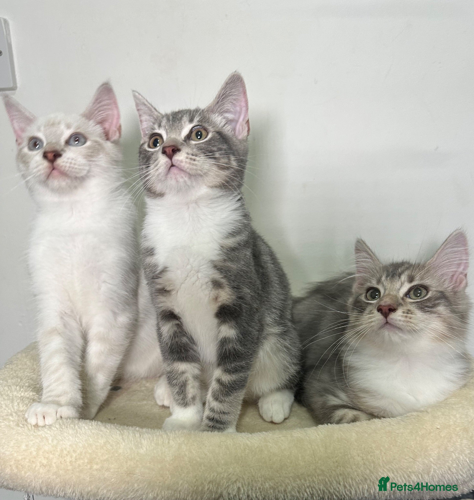 Ragdoll cats Gorgeous Ragdoll BSH kittens - Advert 3
