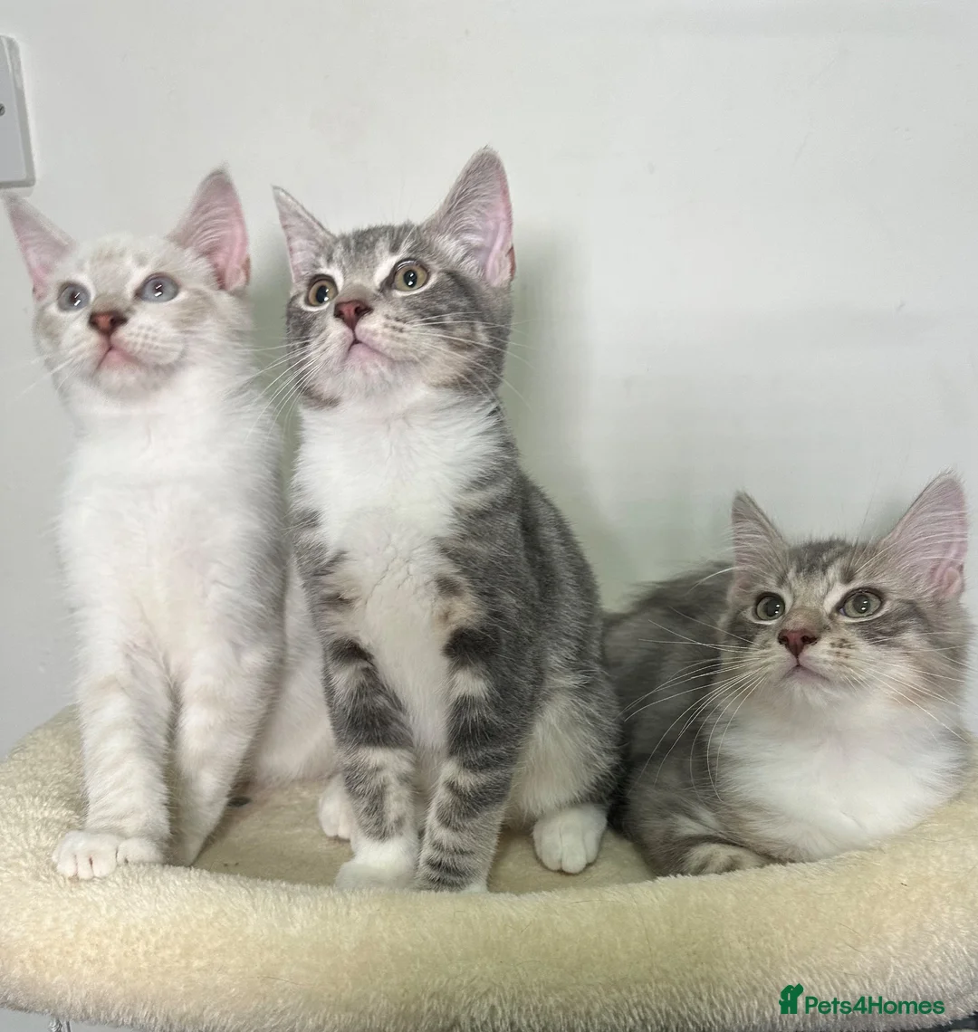 Ragdoll cats for sale: Gorgeous Ragdoll BSH kittens - Advert 1