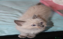 Ragdoll cats for sale: Ragdoll  - Image 13