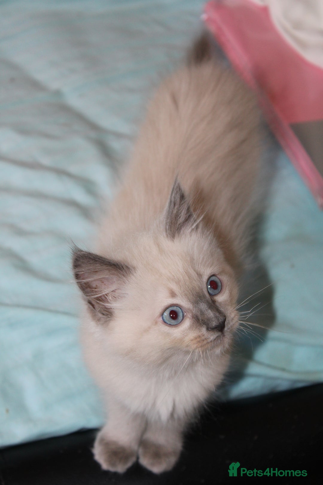 Ragdoll cats for sale: Ragdoll  - Image 13