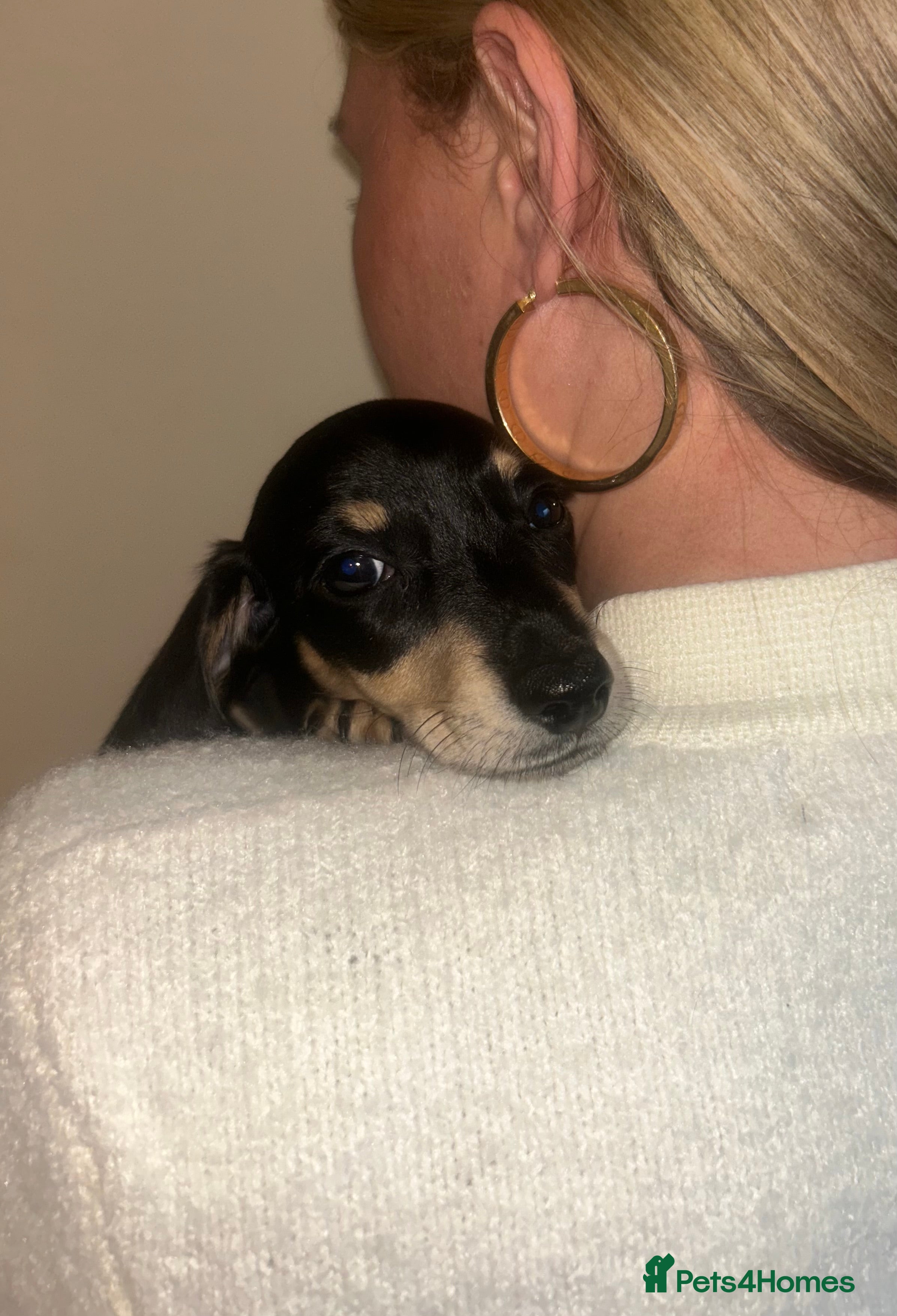 Miniature Dachshund dogs Miniature dachshund - Advert 10