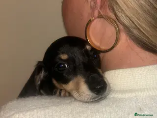 Miniature Dachshund dogs Miniature dachshund - Advert 6