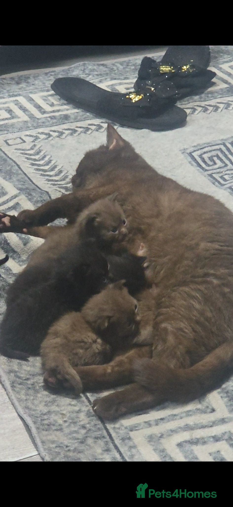 British Shorthair cats Dark chocolate british shorthair kittens  - Advert 2