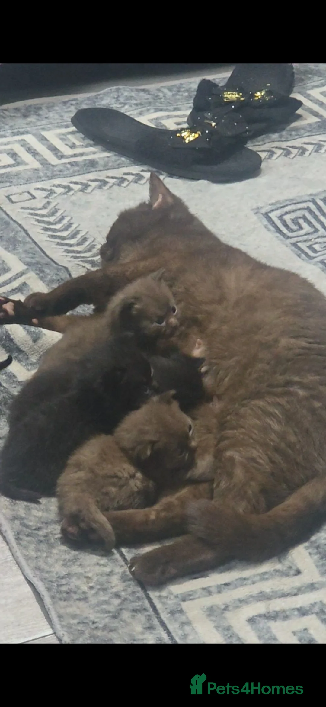 British Shorthair cats for sale: Dark chocolate british shorthair kittens  - Advert 1