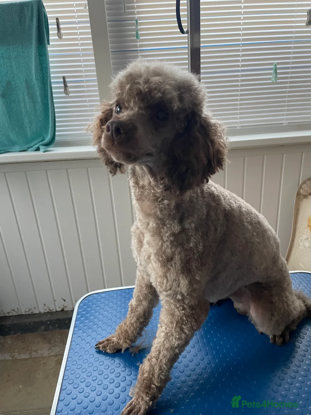 Miniature Poodle dogs for stud: Kc chocolate miniature poodle in Wakefield - Advert 6