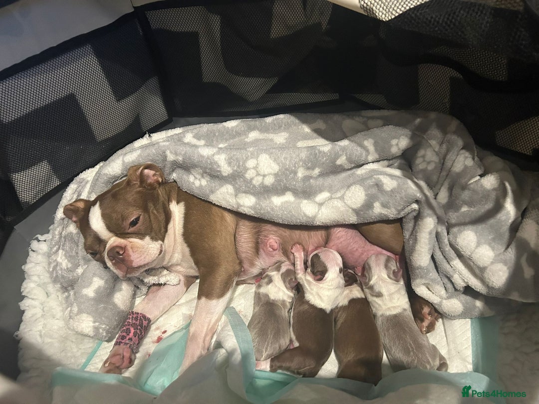 Boston Terrier dogs for stud: Boston terrier looking for stud  in Milton Keynes - Image 3