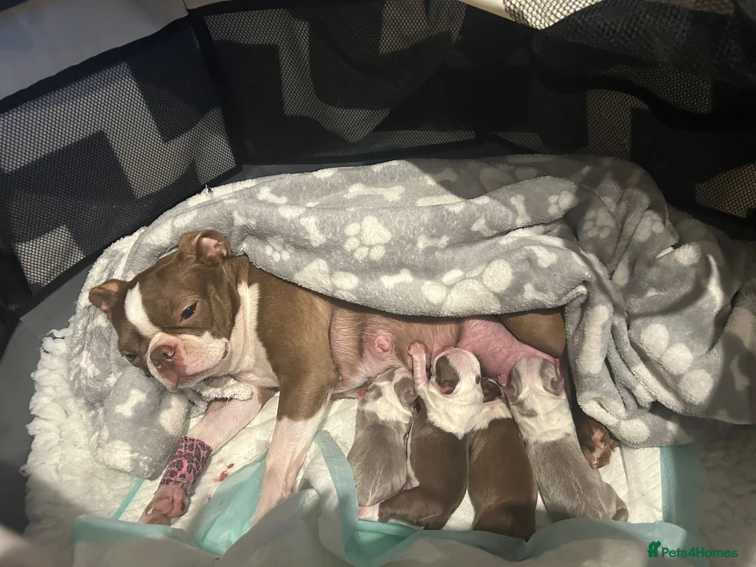 Boston Terrier dogs for stud: KC REGISTERED Boston terrier looking for stud  in Milton Keynes - Advert 3
