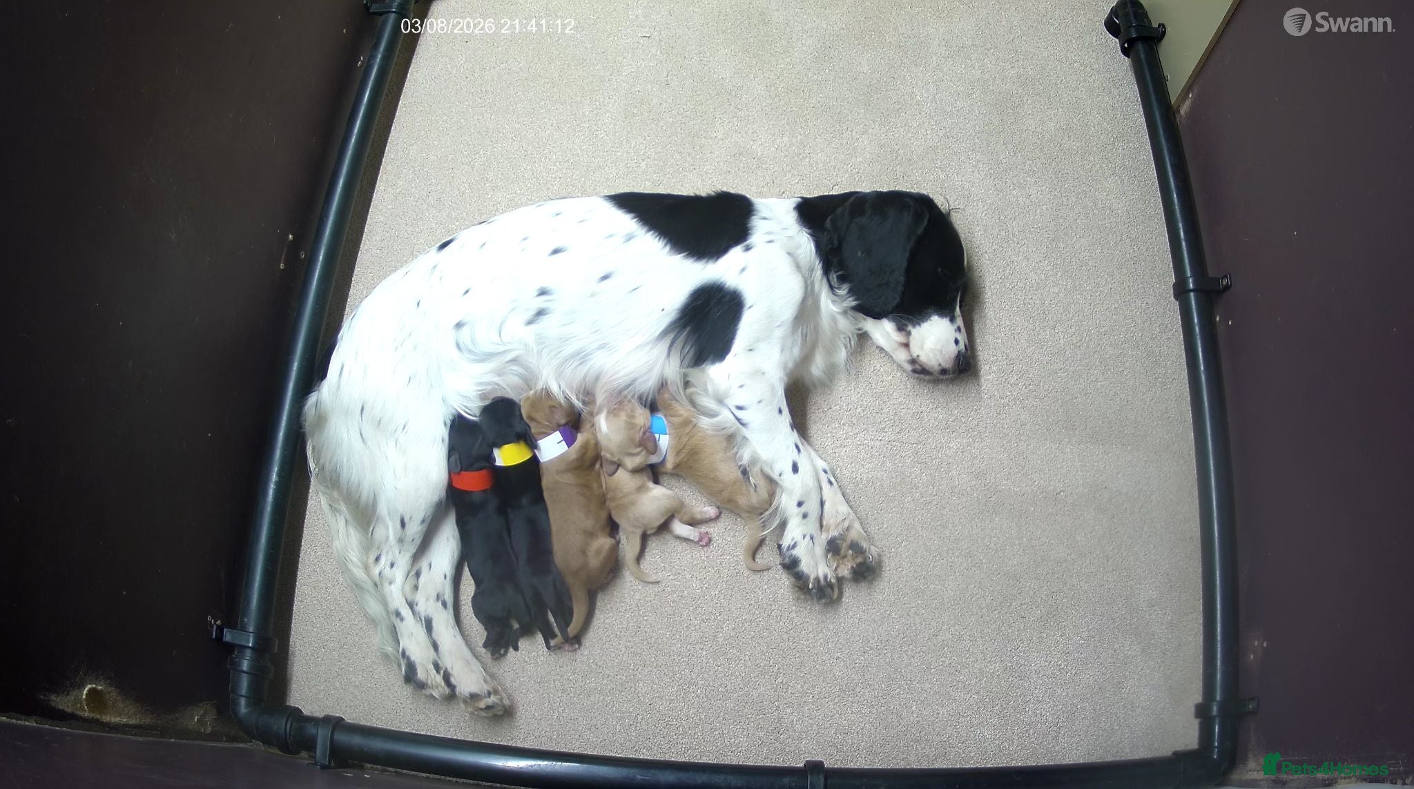 Cocker Spaniel dogs Working cocker spaniel puppies KC reg. 5 star   - Advert 2