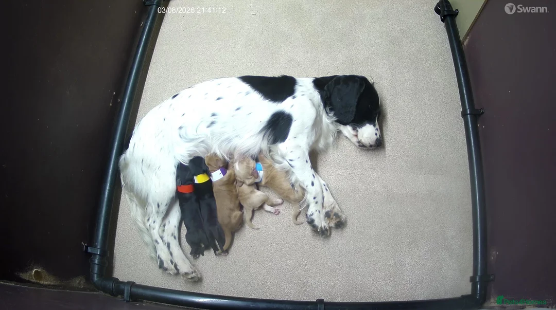 Cocker Spaniel dogs for sale: Working cocker spaniel puppies KC reg. 5 star   - Advert 2