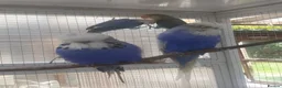 Budgerigars birds for sale: Adult show type blue budgies - Advert 9