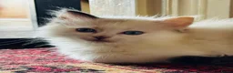 Ragdoll cats for sale: Ragdoll kittens  - Advert 22