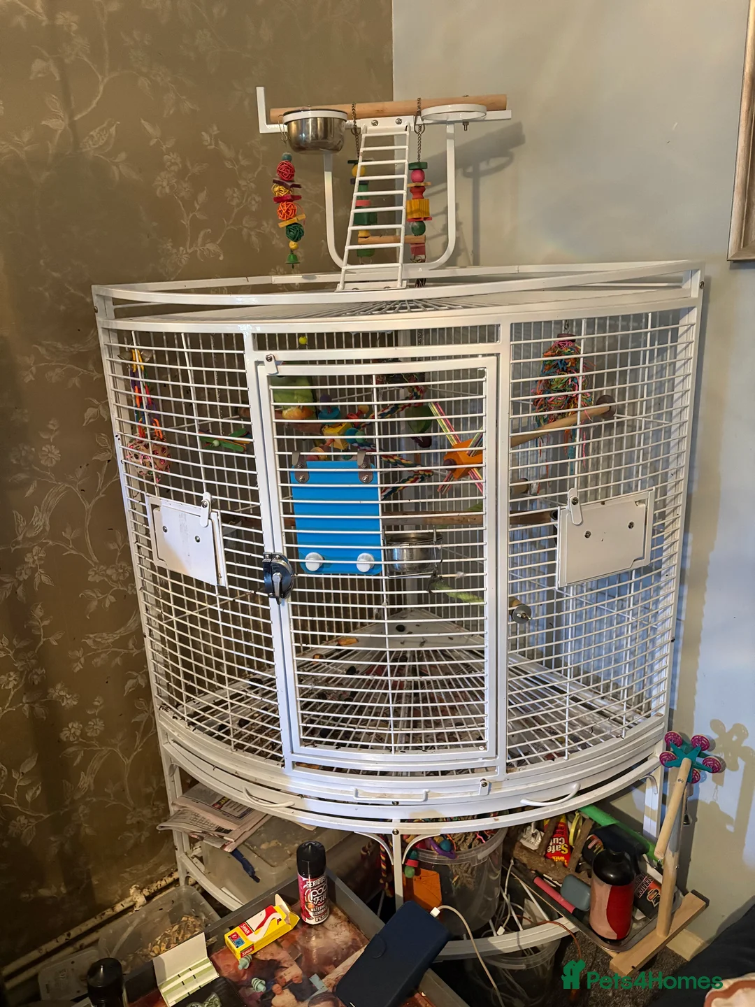 Parakeets birds for sale: Beautiful Male Green Indian Ringneck, cage/toys - Advert 9