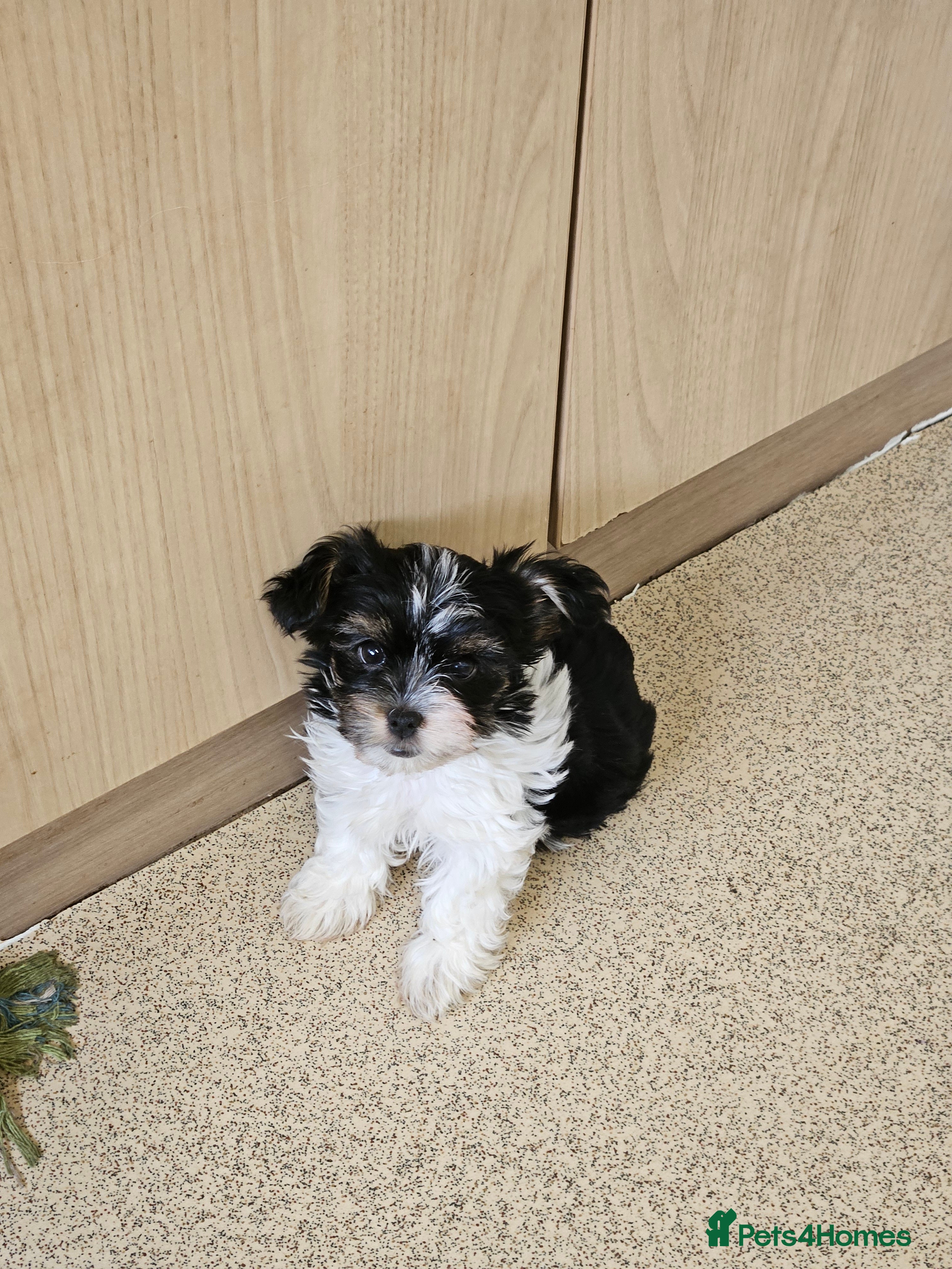 Yorkshire Terrier dogs 🩷 DNA tested parents 🩷 Small Biewer girl - Advert 1