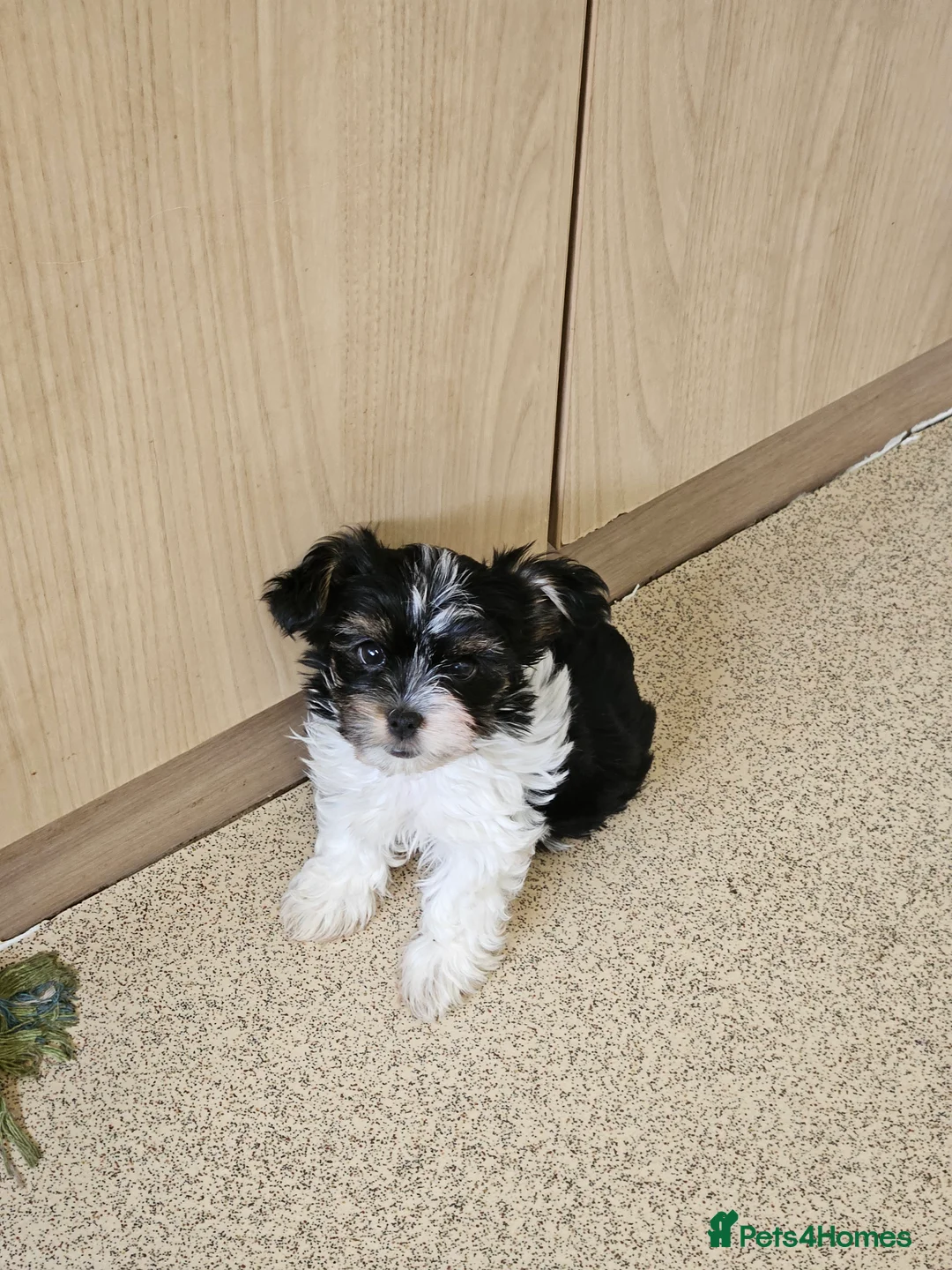 Yorkshire Terrier dogs for sale: 🩷 DNA tested parents 🩷 Small Biewer girl - Advert 1