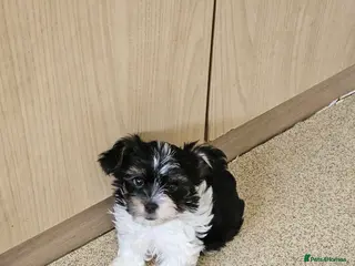 Yorkshire Terrier dogs 🩷 DNA tested parents 🩷 Small Biewer girl - Advert 1