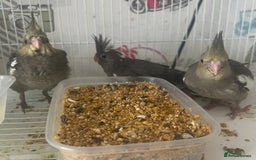 Cockatiels birds for sale: Male cockatiels young  - Image 6