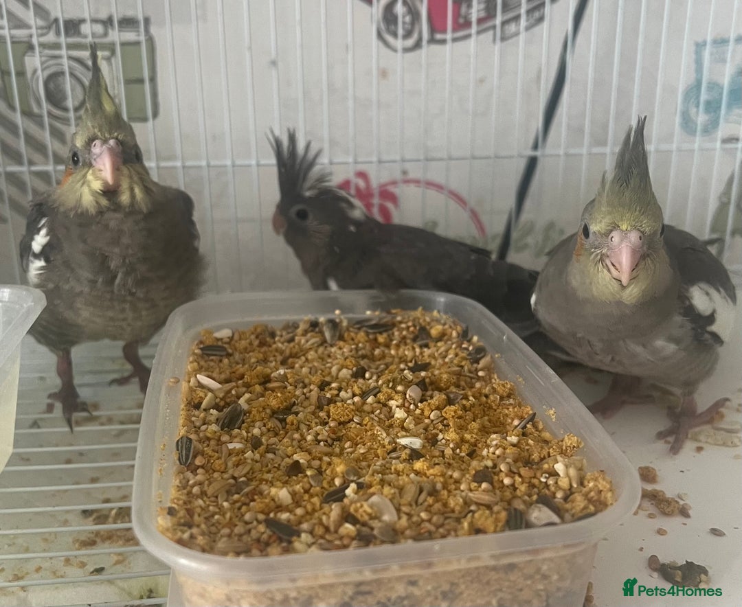Cockatiels birds for sale: Male cockatiels young  - Image 6