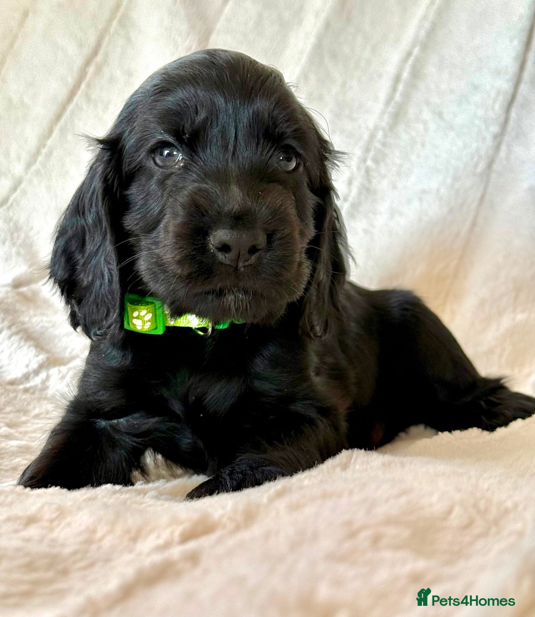 Cocker Spaniel dogs for sale: Health Tested KC Reg Showline Cocker Spaniel Pups - Advert 1