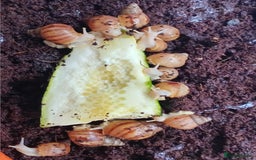 Snails invertebrates for sale: Albino Giant African Land Snails - Image 3