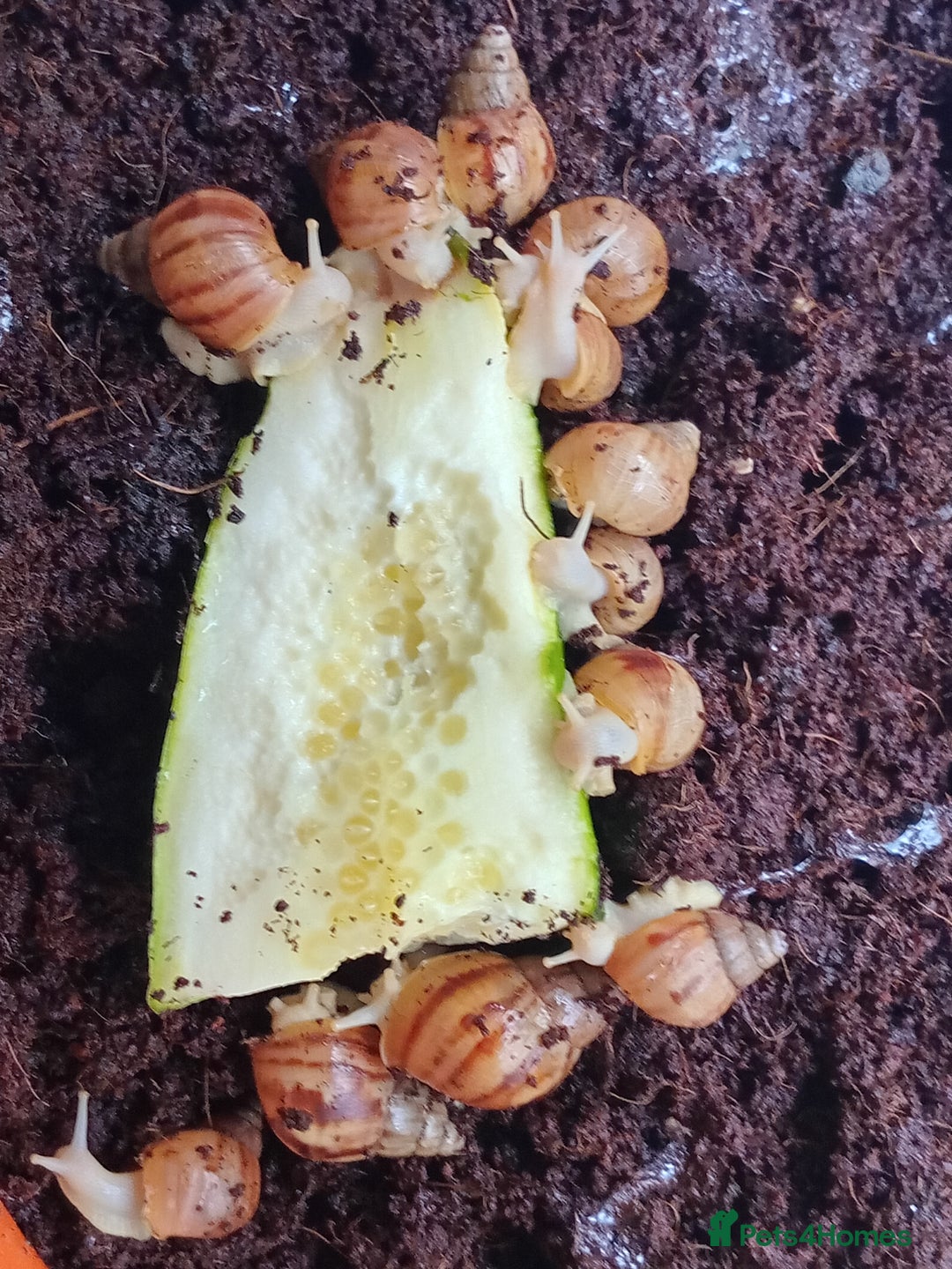 Snails invertebrates for sale: Albino Giant African Land Snails - Image 3