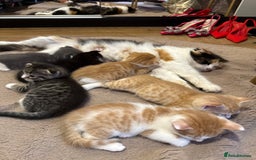 Mixed Breed cats for sale: Scottish fold mix ready to go from today. - Image 7