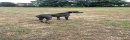 Great Dane dogs for sale: Rehoming our beautiful silver girl - Advert 3