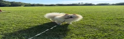 Pomeranian dogs for sale: Gorgeous Pomeranian  - Advert 2