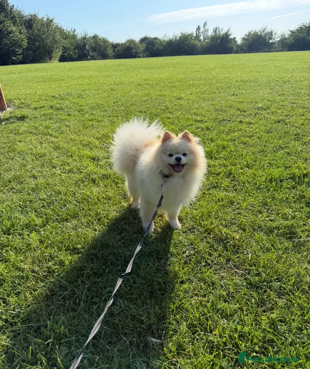 Pomeranian dogs for sale: Gorgeous Pomeranian  - Advert 2