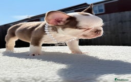 French Bulldog dogs for sale: Hikema X Cheeko (French bulldogs) - Image 31