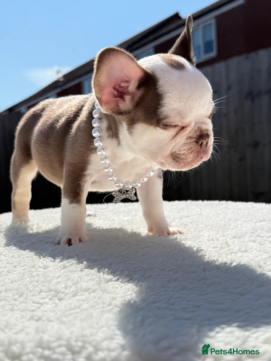 French Bulldog dogs for sale: Hikema X Cheeko (French bulldogs) - Advert 32